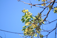 Piscidia carthagenensis