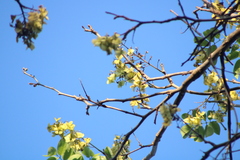 Piscidia carthagenensis