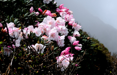 Rhododendron pseudochrysanthum