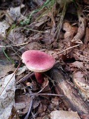 Gyroporus purpurinus