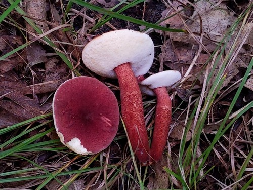 Gyroporus purpurinus Singer ex Davoodian & Halling