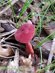 Gyroporus purpurinus