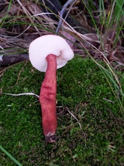 Gyroporus purpurinus