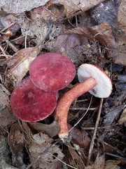 Gyroporus purpurinus
