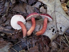 Gyroporus purpurinus