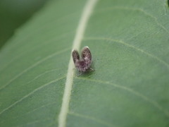 Setomima nitida