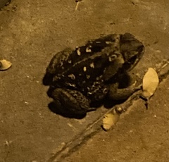 Rhinella diptycha