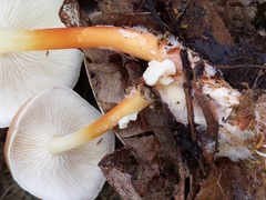 Carcinomyces effibulatus