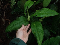 Anthurium microspadix
