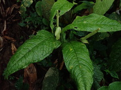Anthurium microspadix