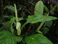 Anthurium microspadix