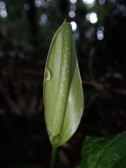 Anthurium microspadix