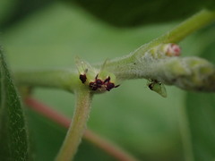 Calophya triozomima