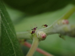 Calophya triozomima