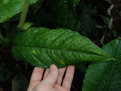 Anthurium microspadix