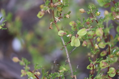 Roepera aurantiaca aurantiaca