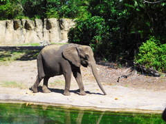 Elephantidae