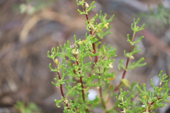 Roepera aurantiaca aurantiaca
