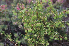 Roepera aurantiaca aurantiaca