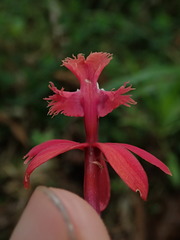 Epidendrum tulcanense