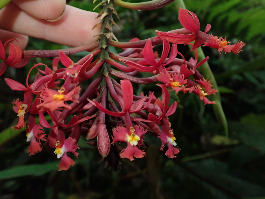 Epidendrum tulcanense