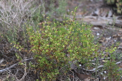 Roepera aurantiaca aurantiaca