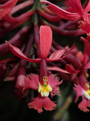 Epidendrum tulcanense