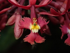 Epidendrum tulcanense