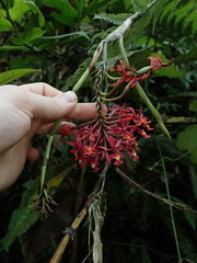 Epidendrum tulcanense