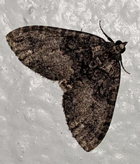 Hydriomena albifasciata