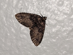 Hydriomena albifasciata