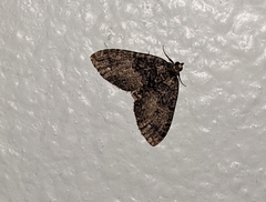 Hydriomena albifasciata