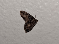 Hydriomena albifasciata