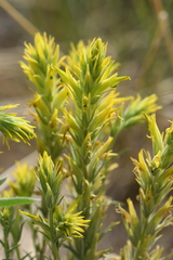 Castilleja flava