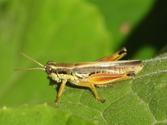 Dichroplus elongatus
