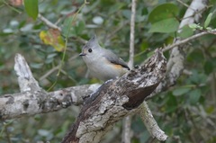 Baeolophus bicolor × atricristatus