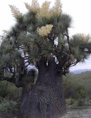 Beaucarnea