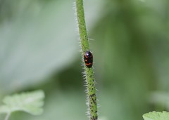 Cercopis intermedia