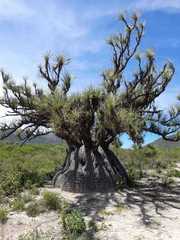 Beaucarnea