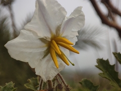 Solanum sisymbriifolium