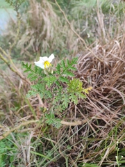 Solanum sisymbriifolium