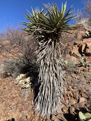 Yucca faxoniana