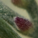 Rhopalomyia clinata - Photo (c) Greg Froelich, algunos derechos reservados (CC BY-NC), subido por Greg Froelich