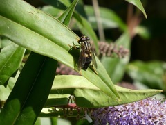 Helophilus antipodus