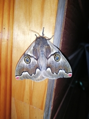 Polythysana cinerascens