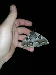 Polythysana cinerascens