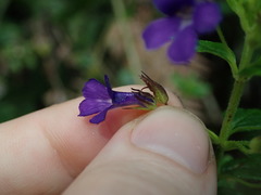 Stemodia suffruticosa