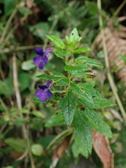 Stemodia suffruticosa