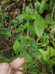 Stemodia suffruticosa