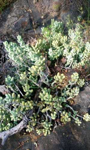 Sedum allantoides, photograph 4